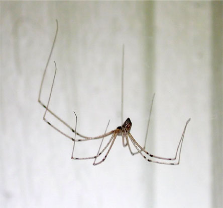 Araña de los sótanos, arañas típula | Municipio de Bahía Blanca